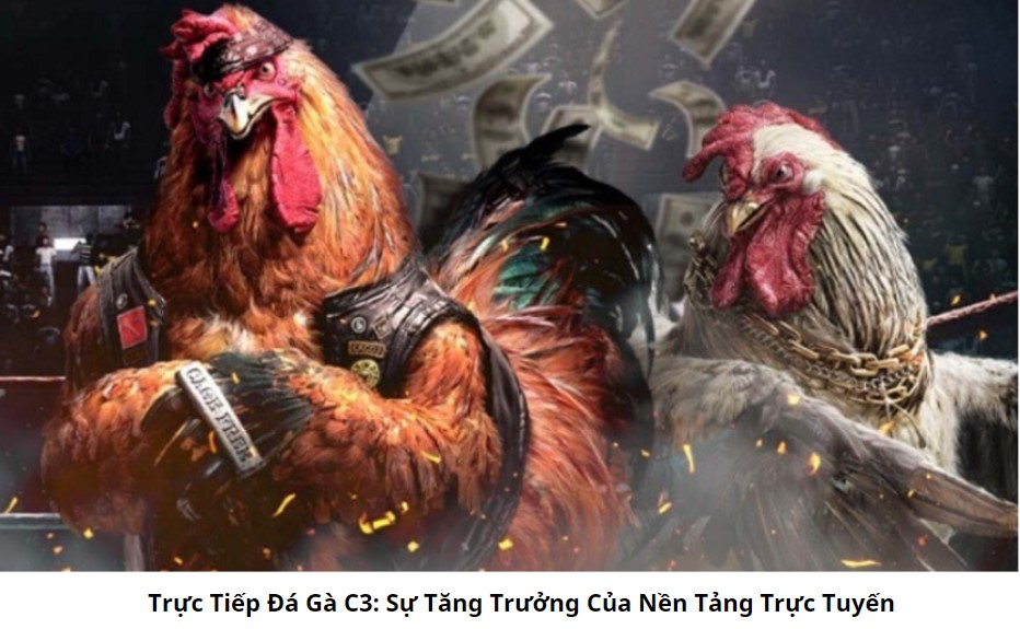 Trực Tiếp Đá Gà C3: Thú Vị Của Những Trận Đấu Gà Cơ Bản