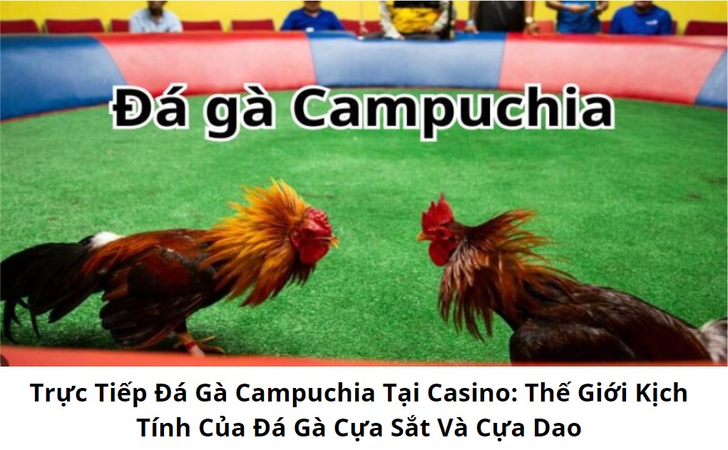 Trực Tiếp Đá Gà Campuchia Tại Casino: Thế Giới Kịch Tính Của Đá Gà Cựa Sắt Và Cựa Dao