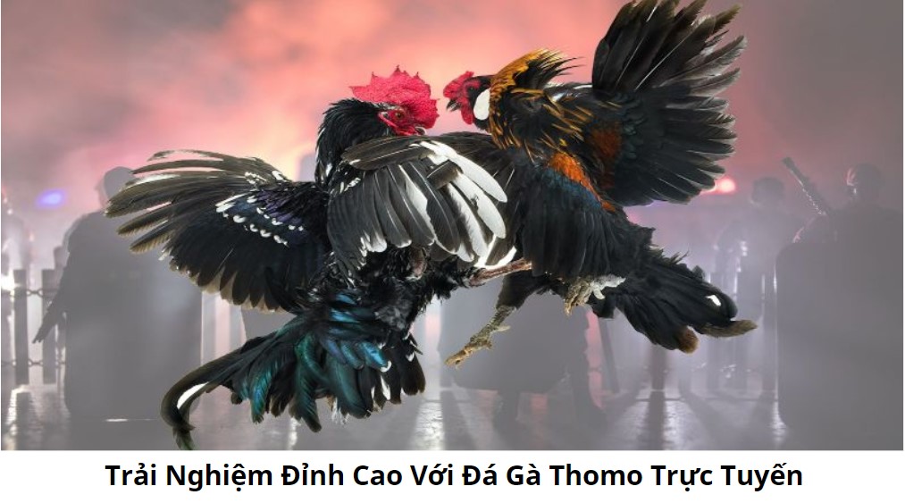 Thomo trực tiếp: Bí quyết xem các trận đá gà hay ngay tại nhà