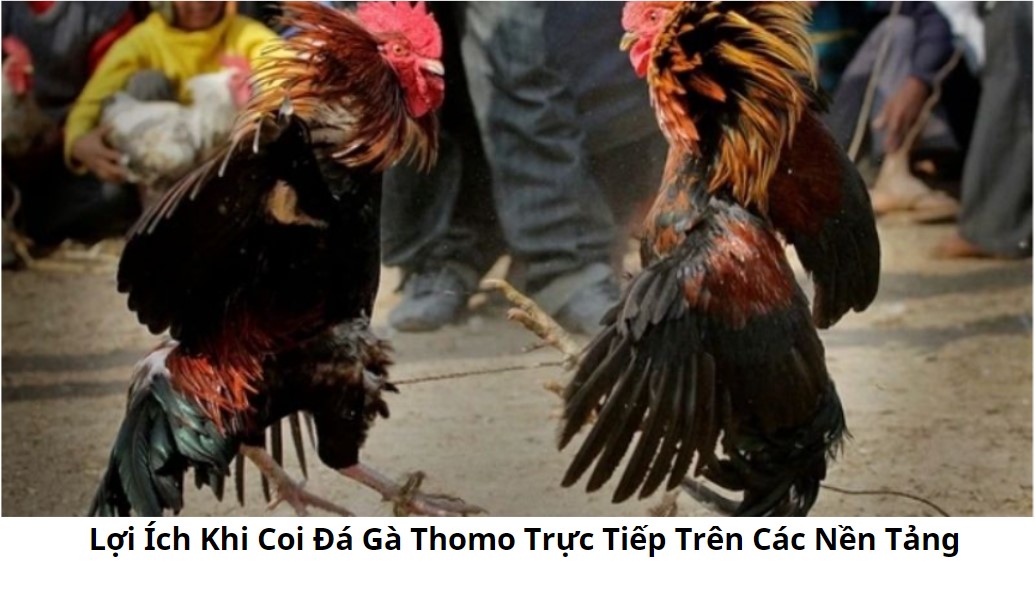 Coi Đá Gà Thomo: Sự Hấp Dẫn Của Đấu Trường Trực Tuyến