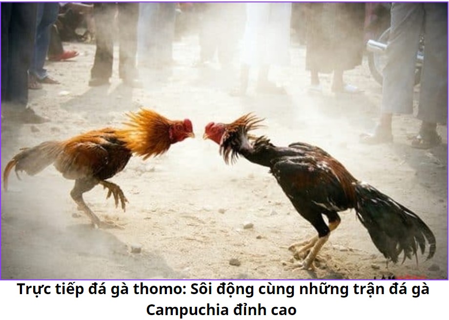 Trực tiếp đá gà thomo: Sôi động cùng những trận đá gà Campuchia đỉnh cao