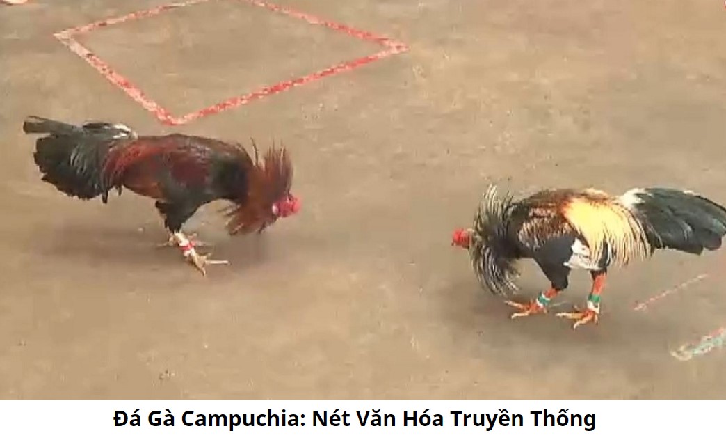 Coi Đá Gà Trực Tiếp Hôm Nay: Trải Nghiệm Thực Tế
