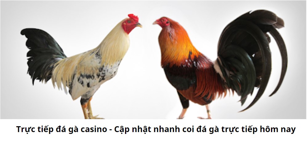 Trực tiếp đá gà casino - Cập nhật nhanh coi đá gà trực tiếp hôm nay