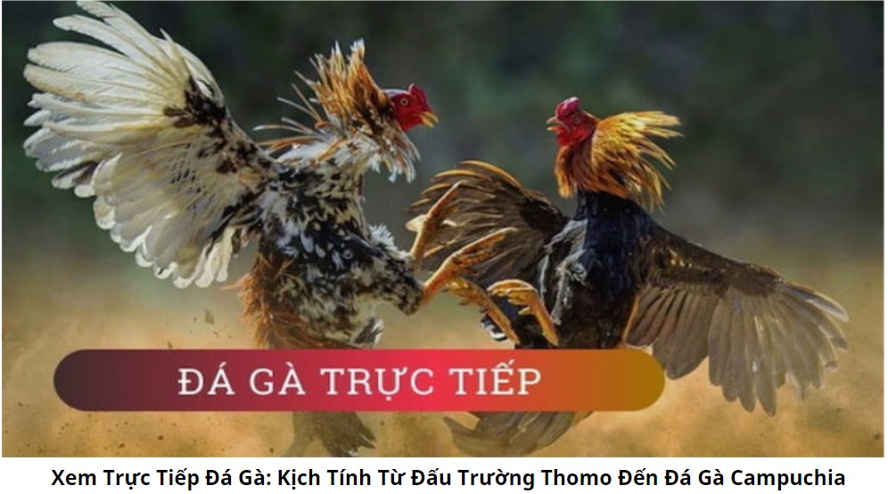 Xem Trực Tiếp Đá Gà: Kịch Tính Từ Đấu Trường Thomo Đến Đá Gà Campuchia