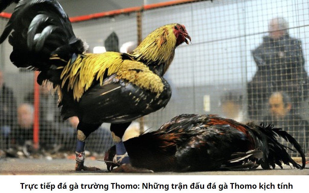 Trực tiếp đá gà trường Thomo: Những trận đấu đá gà Thomo kịch tính