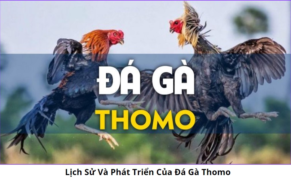 Lịch Sử Và Phát Triển Của Đá Gà Thomo
