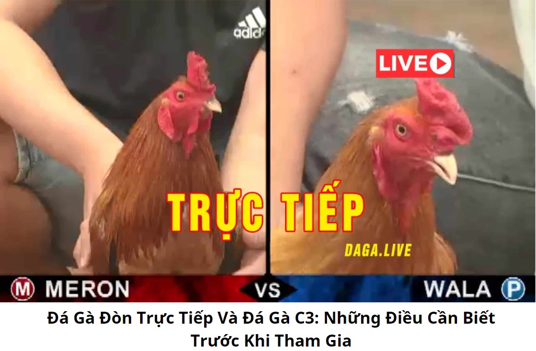 Đá Gà Đòn Trực Tiếp Và Đá Gà C3: Những Điều Cần Biết Trước Khi Tham Gia