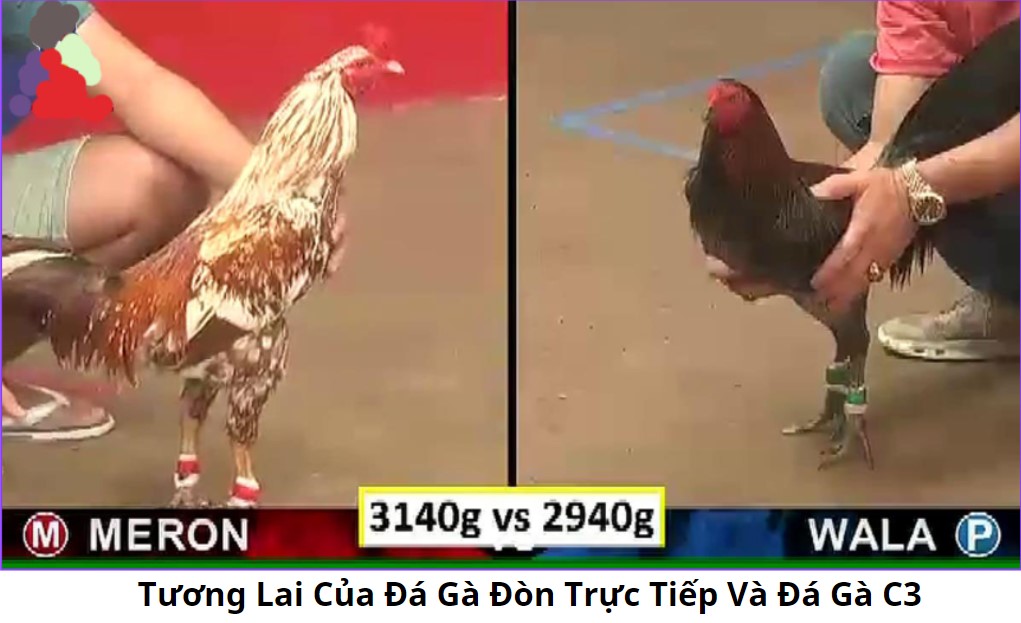 Kinh Nghiệm Tham Gia Đá Gà C3 Và Đá Gà Đòn Trực Tiếp 