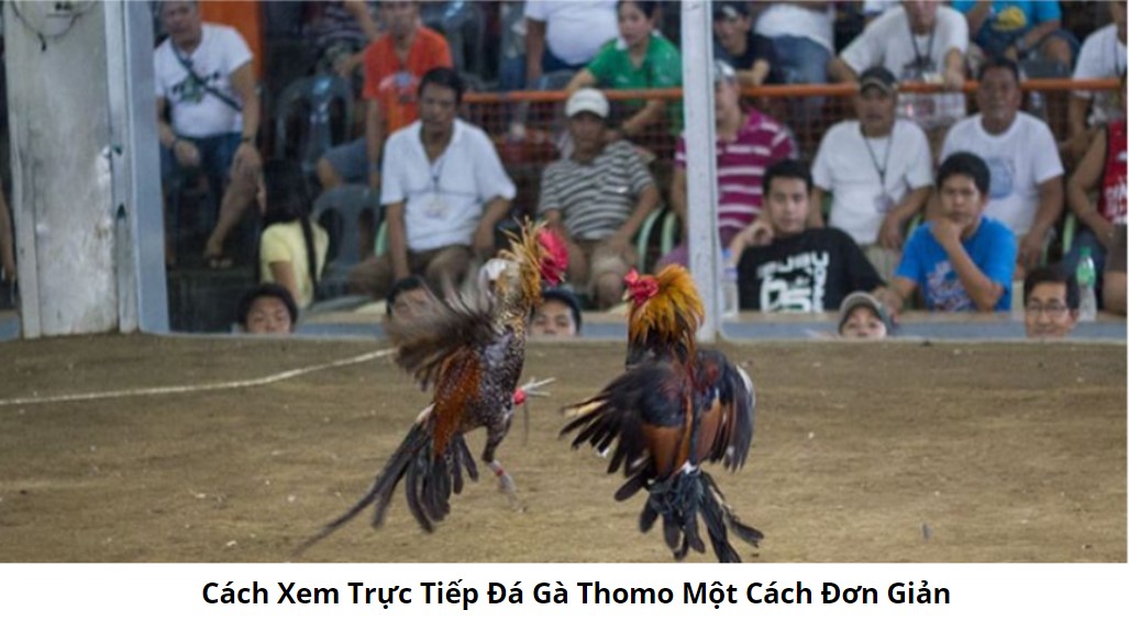 Trực Tiếp Đá Gà Thomo Hôm Nay: Thách Thức Của Các Chiến Kê