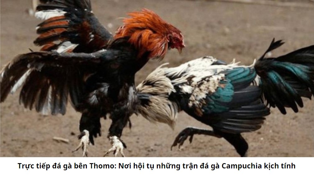 Đá Gà Campuchia: Nguồn Gốc Và Sự Phát Triển
