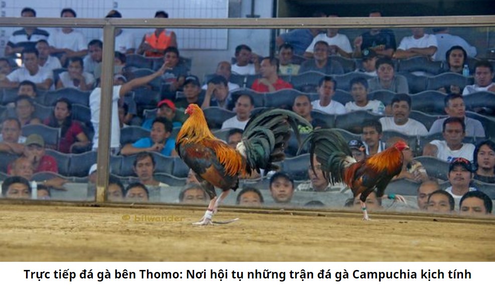 Trực tiếp đá gà bên Thomo: Nơi hội tụ những trận đá gà Campuchia kịch tính