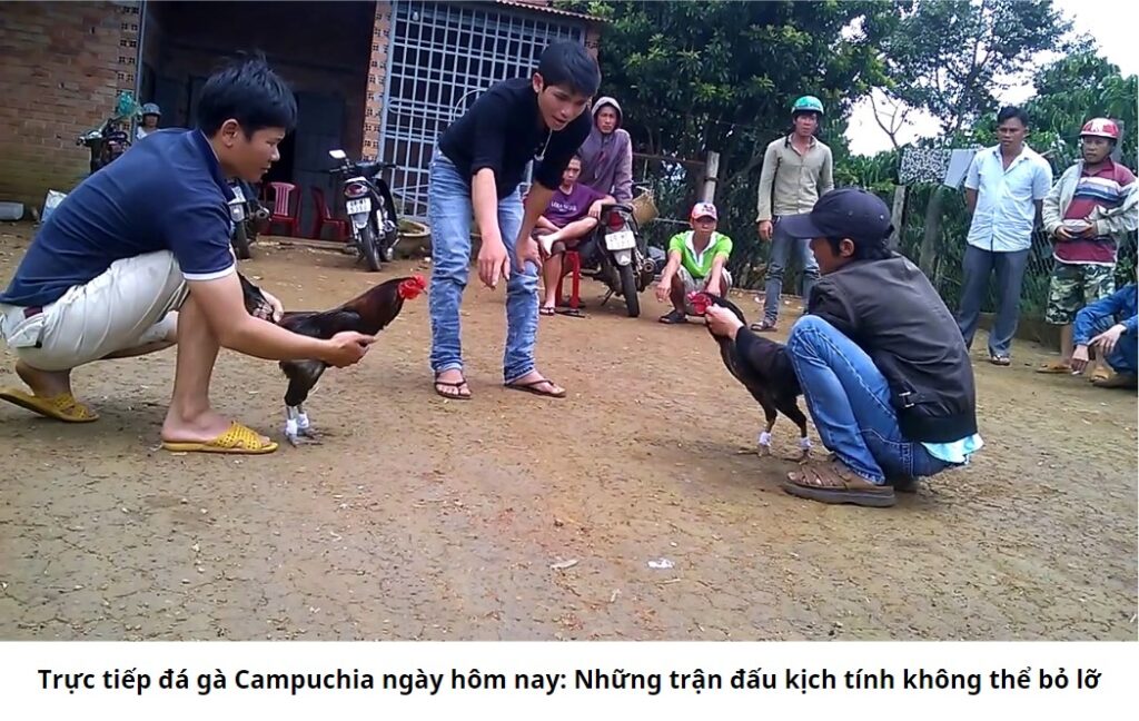 Trực tiếp đá gà Campuchia ngày hôm nay: Những trận đấu kịch tính không thể bỏ lỡ