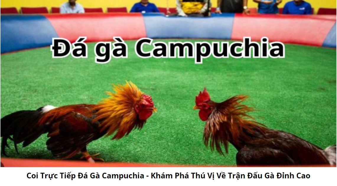 Đá Gà Campuchia - Nét Đẹp Văn Hóa Truyền Thống 