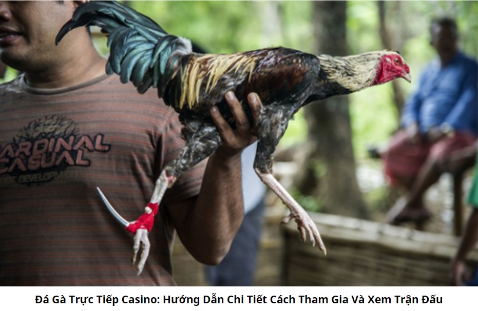 Đá Gà Trực Tiếp Casino: Hướng Dẫn Chi Tiết Cách Tham Gia Và Xem Trận Đấu