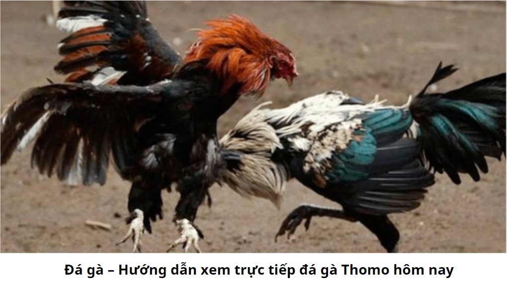 Đá gà – Hướng dẫn xem trực tiếp đá gà Thomo hôm nay