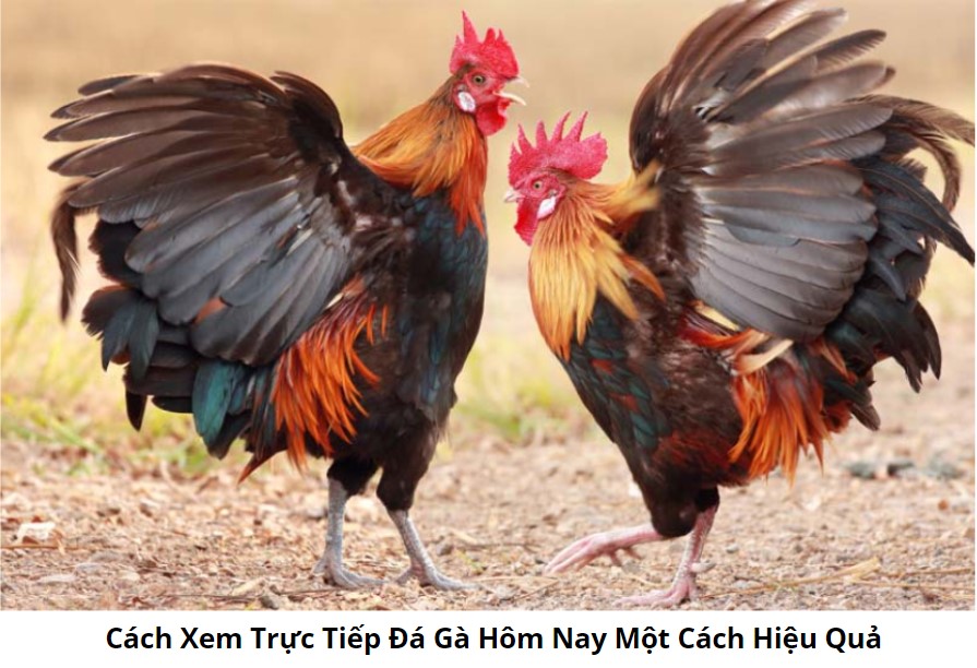 Trực Tiếp Đá Gà Hôm Nay Với Đá Gà C3