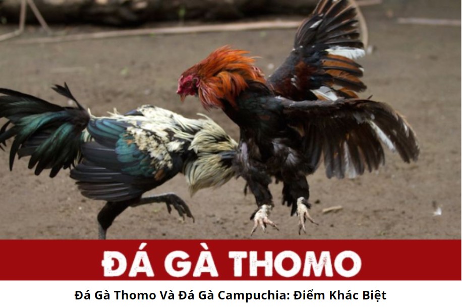 Lợi Ích Khi Tham Gia Đá Gà Thomo