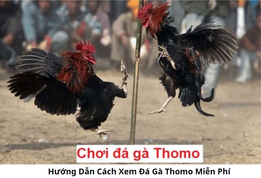 Đá Gà Thomo Và Đá Gà Campuchia: Điểm Khác Biệt
