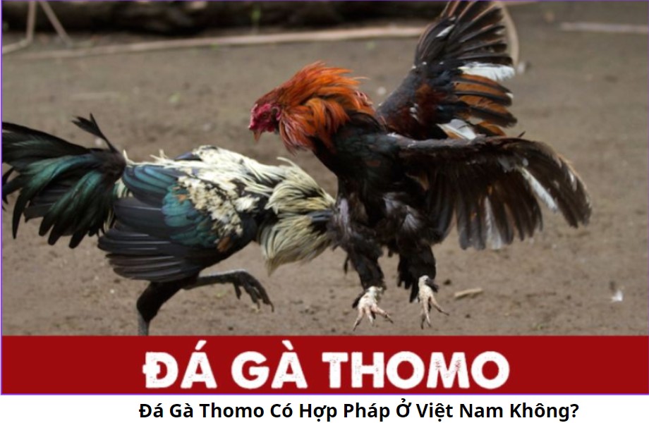 Đá Gà Thomo: Trải Nghiệm Đấu Trường Trực Tuyến Hấp Dẫn – Link Xem Đá Gà Miễn Phí